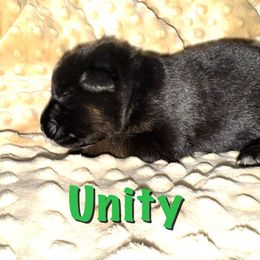 Unity - Black and red female German Shepherd puppy in Graham, Washington from Wildeflecken Shepherds