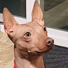 Maizie - American Hairless Terrier