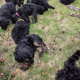 Poodle Puppies from Majestic Royalty Poodles