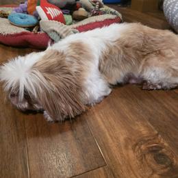Lola - Shih Tzu