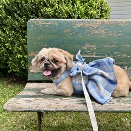 Goldie - Shih Tzu