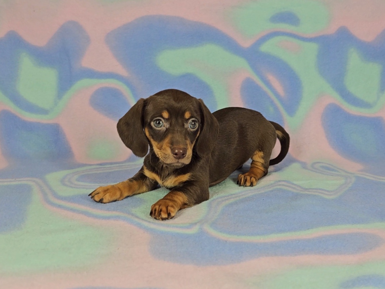 Dachshund Puppies from Newbern's Nuggets