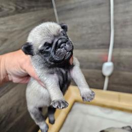 Baby boy - Fawn male Pug puppy in Kodak, Tennessee from My Princess Pugs