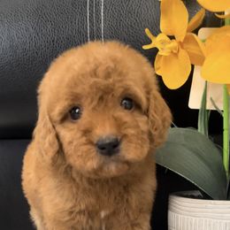 Girl 5 - female Goldendoodle puppy in Jurupa Valley, California from gucci_bentleys_goldendoodles