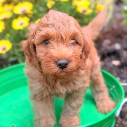 Thor - Red  male Goldendoodle puppy in Pollock Pines, California from Penny Lane’s Doodles