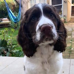 English Springer Spaniel Puppies from South Fork Springers