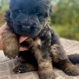 German Shepherd Puppies from Extreme German Shepherds