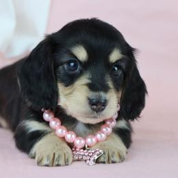 Stella - Black and cream female Dachshund puppy in Wakarusa, Indiana from PuppyLove Dachshunds