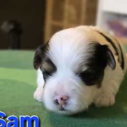 SAMMY - Black tan and white male Biewer Terrier puppy in Brilliant, Ohio from ORBiT Ohio River Biewer Terriers