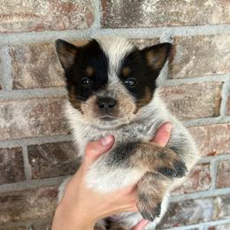Girl 2 - Blue female Australian Cattle Dog puppy in Irvington, Kentucky from Dry Valley’s Australian Cattle Dogs