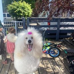 Poodle All Grown Up from Purley Poodles