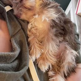 Yorkshire Terriers from Arcadian Farms