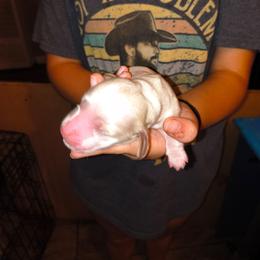 Charity - Piebald female Dachshund puppy in Hollis, Oklahoma from Write Breed Doxies