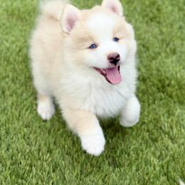 Pistachio - White male Pomsky puppy in Antioch, California from Golden State Pomskies