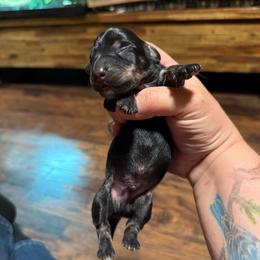 Blue collar - Black and cream male Dachshund puppy in Onalaska, Washington from FairyTail Dachshunds