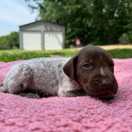 Goldie - Liver roan female German Shorthaired Pointer puppy in Axton, Virginia from Red Clay Kennels