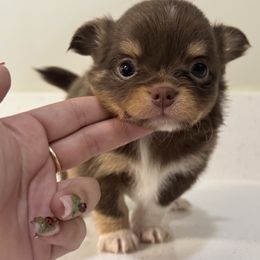 Chihuahua Puppies from Gotchihuahuas