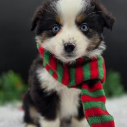 OREO - Black tri male Toy Australian Shepherd puppy in Viking, Minnesota from Son Shine Farm