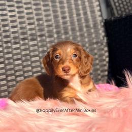 Evangeline - Dapple female Dachshund puppy in Robesonia, Pennsylvania from Happily Ever After’s Puppies