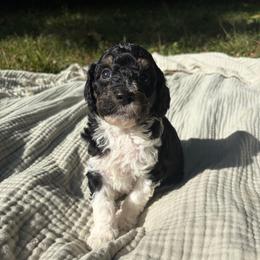 Anchovy - Parti female Poodle puppy in Troy, New Hampshire from SP Standard Poodles