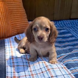 Duncan - Cream male Dachshund puppy in New Albany, Mississippi from Double A. Doxies