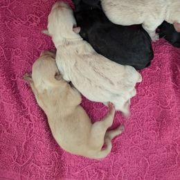 Rose Wheaten - Wheaten female Scottish Terrier puppy in Oak Harbor, Ohio from Scotland Yard Kennels