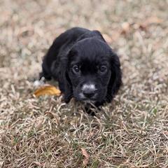 Pinky 2 - English Cocker Spaniel