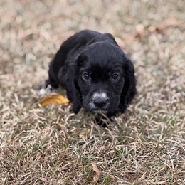 Pinky 2 - English Cocker Spaniel