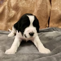 Girl 1 - English Springer Spaniel puppy from Emotional Support Spaniels