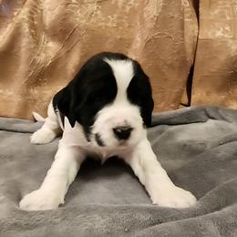 Girl 1 - English Springer Spaniel puppy from Emotional Support Spaniels