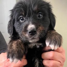 Oreo - female Golden Mountain Dog puppy in Seville, Ohio from Retriever Ranch