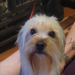 Dex - Silky Terrier