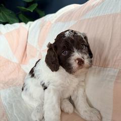 Anne - Liver and white female Springerdoodle puppy in Dundee, Ohio from Evalina Miller's Spaniels