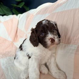 Anne - Liver and white female Springerdoodle puppy in Dundee, Ohio from Evalina Miller's Spaniels