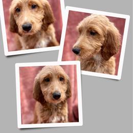 Sweetie - Apricot female Irish Doodle puppy in Bluefield, Virginia from Love on a Leash