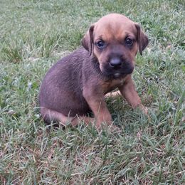 Catahoula Leopard Dog Puppies from Full Throttle Catahoulas