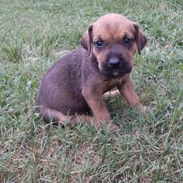 Catahoula Leopard Dog Puppies from Full Throttle Catahoulas