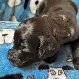 Goldendoodle Puppies from Bridger Peak Doodles