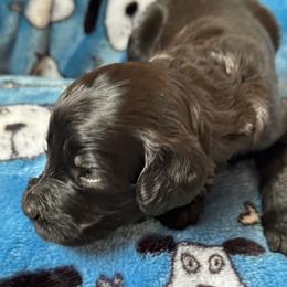 Goldendoodle Puppies from Bridger Peak Doodles