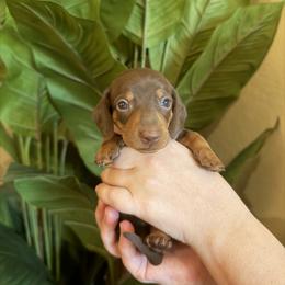 Shamrock - Chocolate and tan male Dachshund puppy in Chandler, Arizona from KCK9 Dachshunds