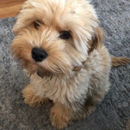 Cockapoo Puppies from The Doodle Barn