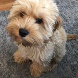 Cockapoo Puppies from The Doodle Barn