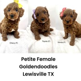 Red Petite Girl - Red  female Goldendoodle puppy in Lewisville, Texas from Zink Doodles