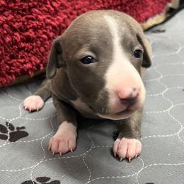Delilah - White and blue female Italian Greyhound puppy in West Plains, Missouri from Sycamore Ridge Puppies