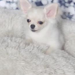 Boy 1 - male Chihuahua puppy in Brooklyn, New York from Nadezhda's Chihuahuas