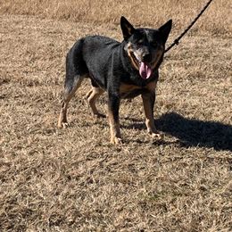BO - Australian Cattle Dog