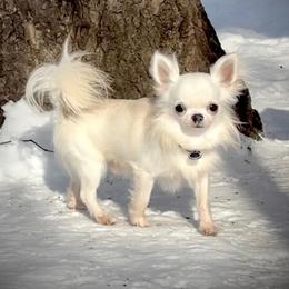 Albie - Chihuahua