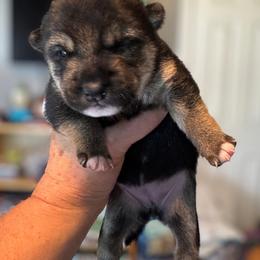 Elena - Black and tan female Shiba Inu puppy in Cypress, Texas from Southern Shibas