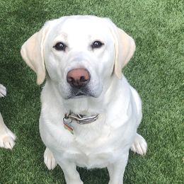 Labrador Retrievers from Saddle Creek West