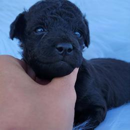 Pam - Phantom female Poodle puppy in Palmyra, Nebraska from Nebraska K9's